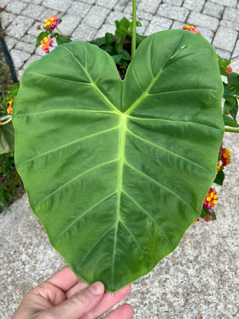 colocasia-leucocasia-gigantea-thailand-giant