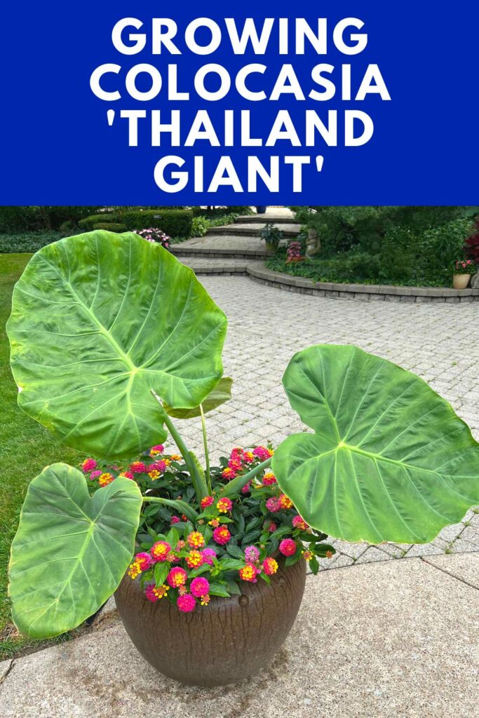 colocasia-leucocasia-gigantea-thailand-giant