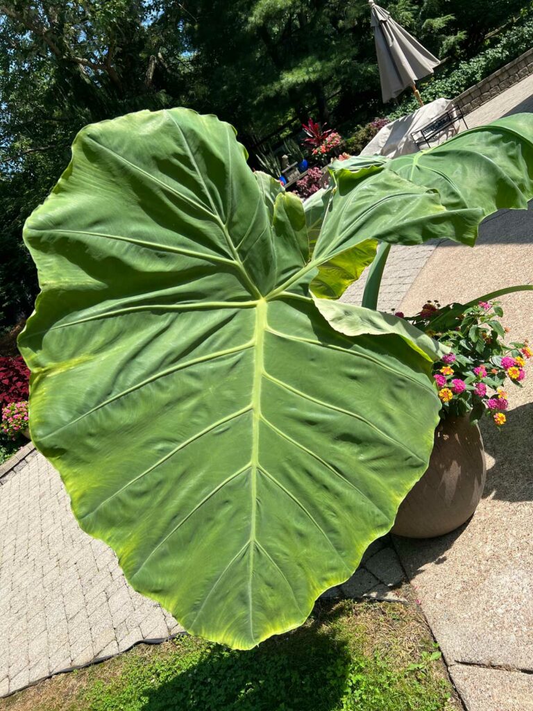 colocasia-thailand-giant-torn-leaf