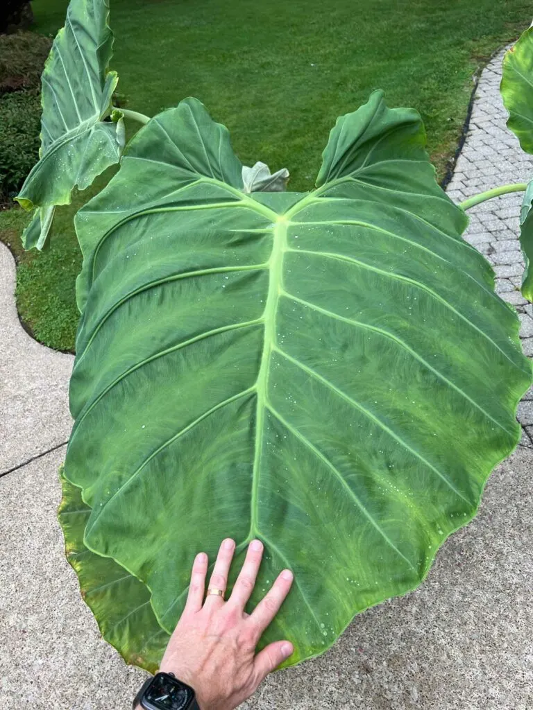 colocasia-thailand-giant