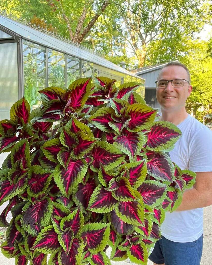 17 Spectacular Coleus Sun + to Grow