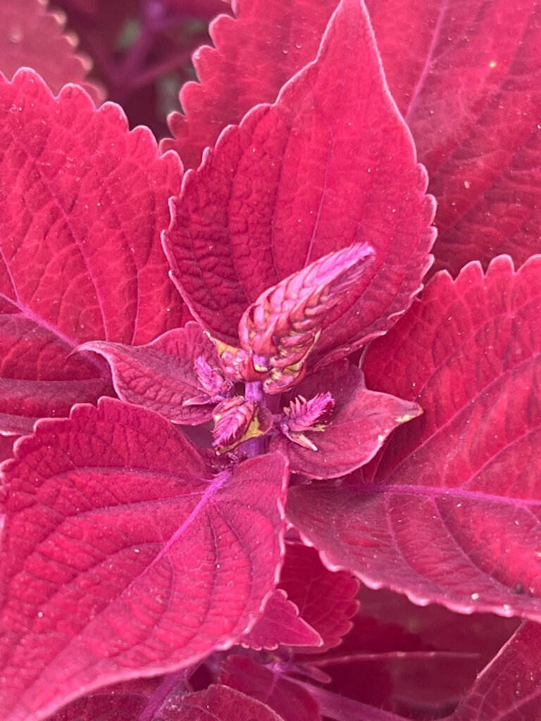 deadheading-coleus