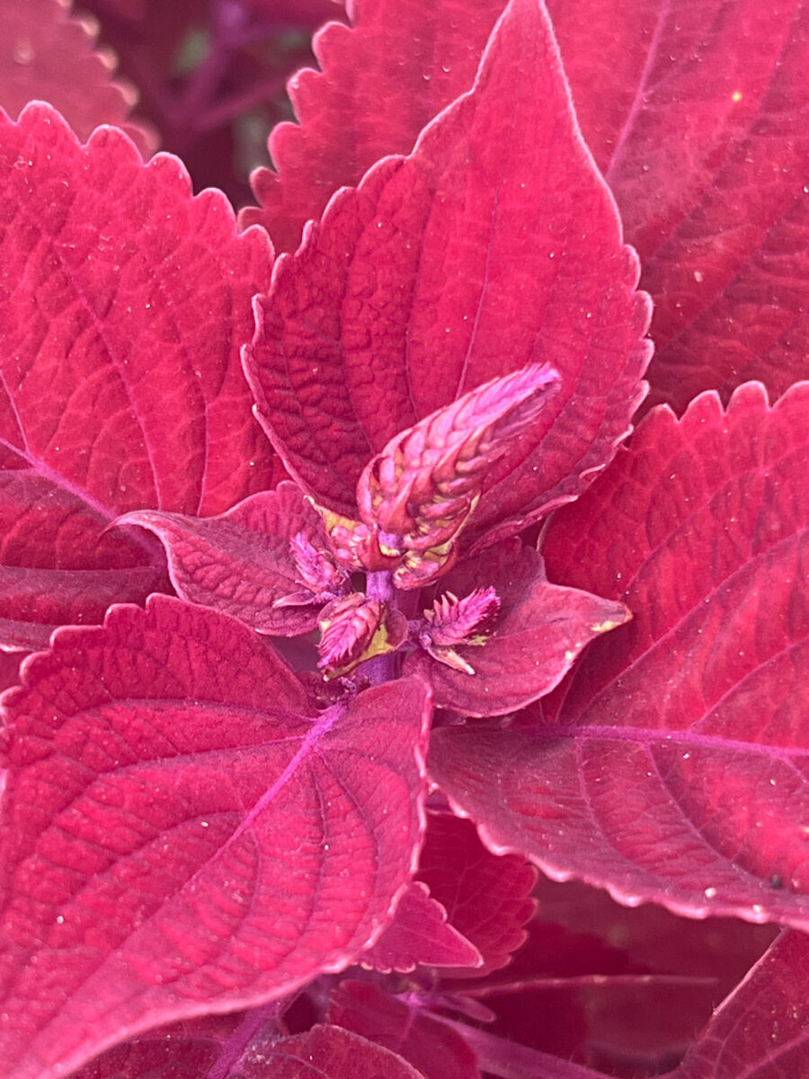 Should You Deadhead Coleus? Why This Matters & What To Do