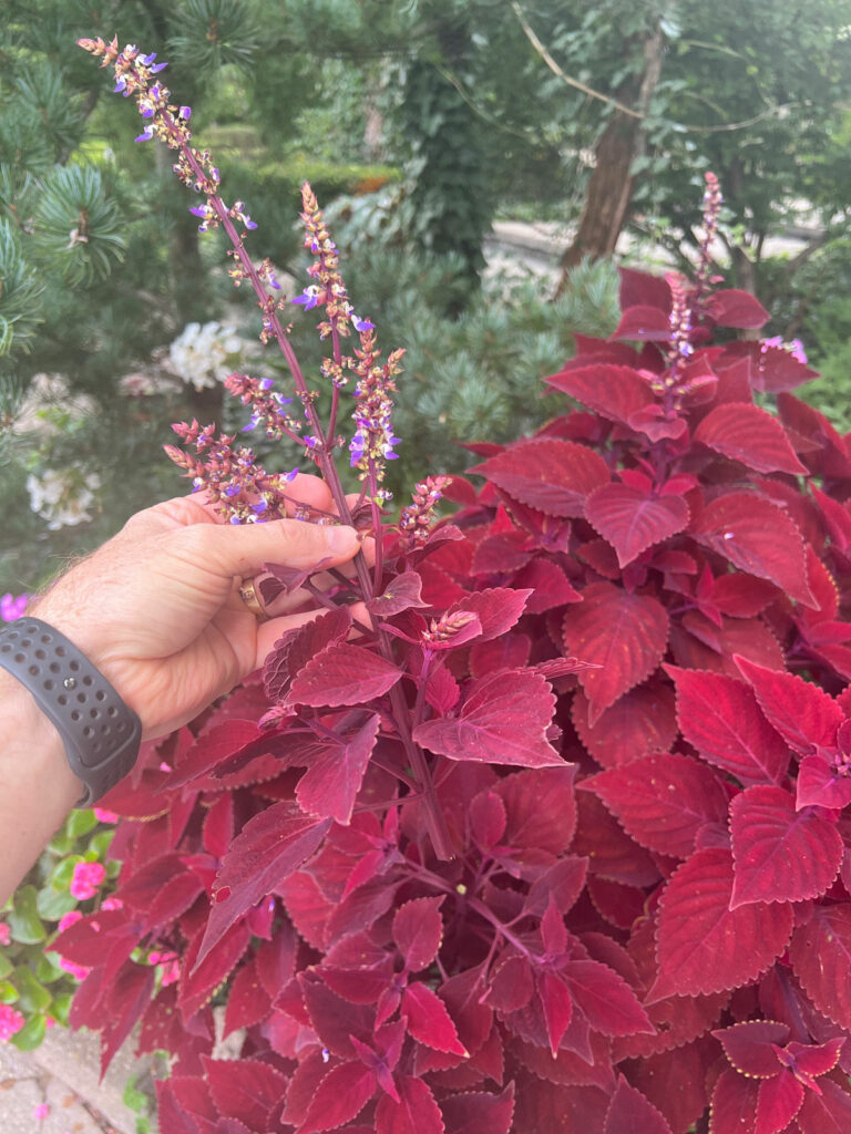 deadheading-coleus