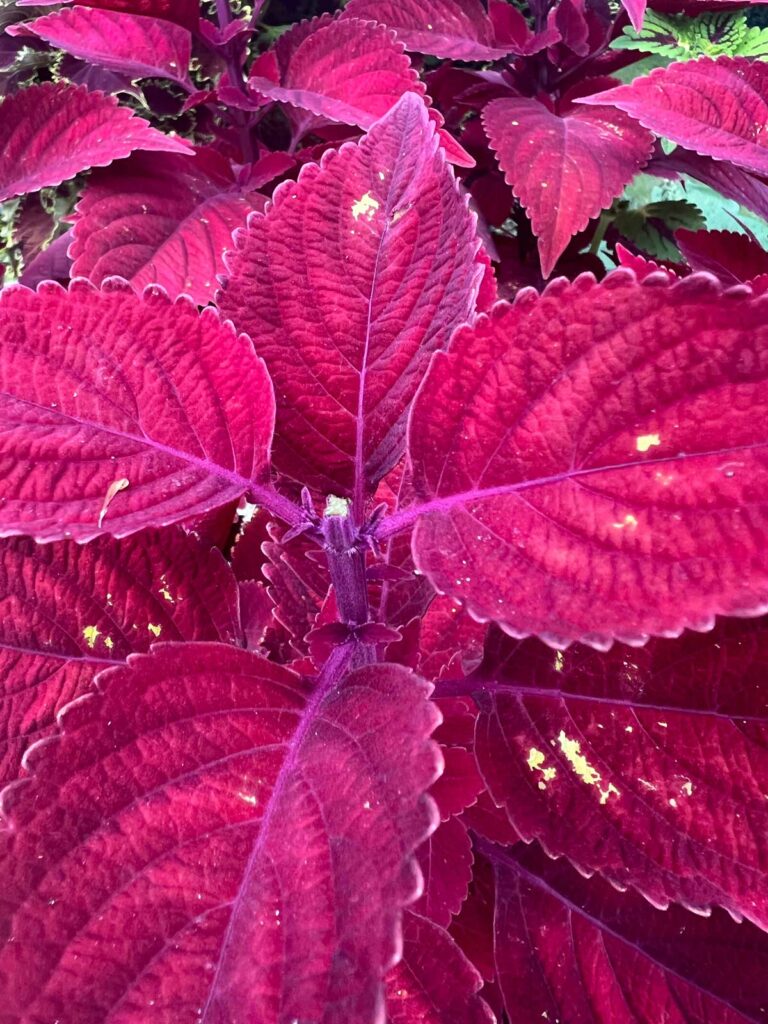 deadheading-coleus