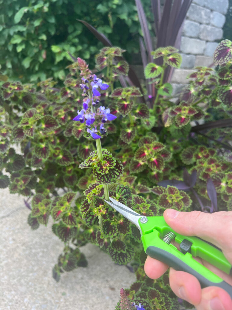 deadheading-coleus