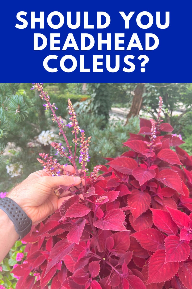 Should You Deadhead Coleus? Why This Matters & What To Do