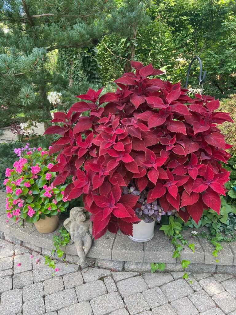 deadheading-coleus