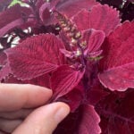 deadheading-coleus-featured-pic