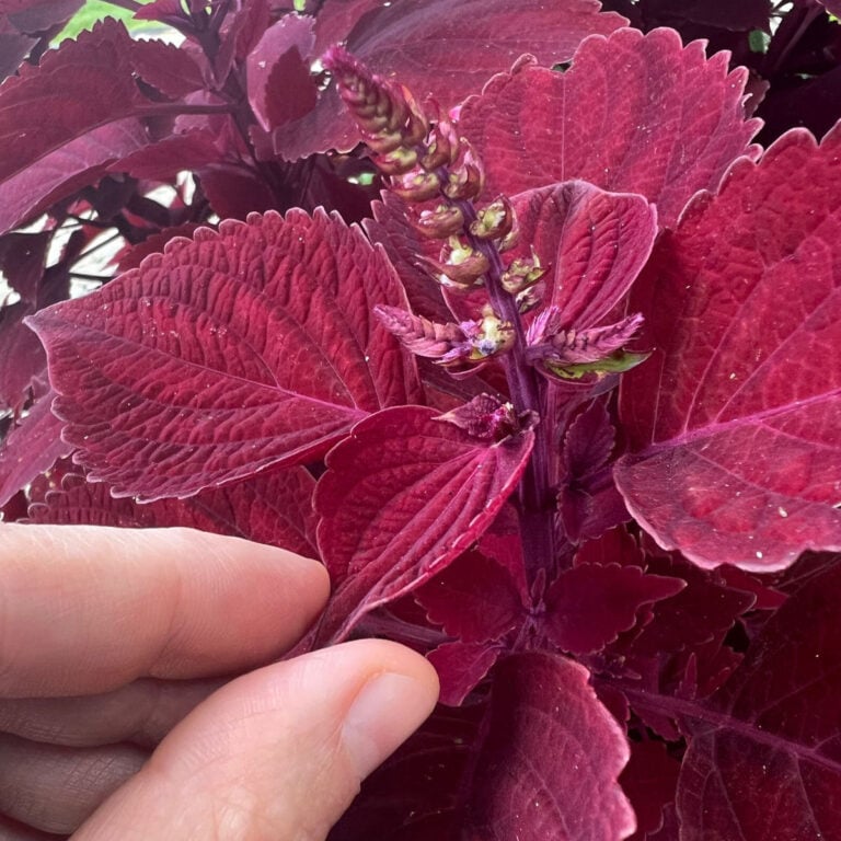 Should You Deadhead Coleus?  Why This Matters & What To Do