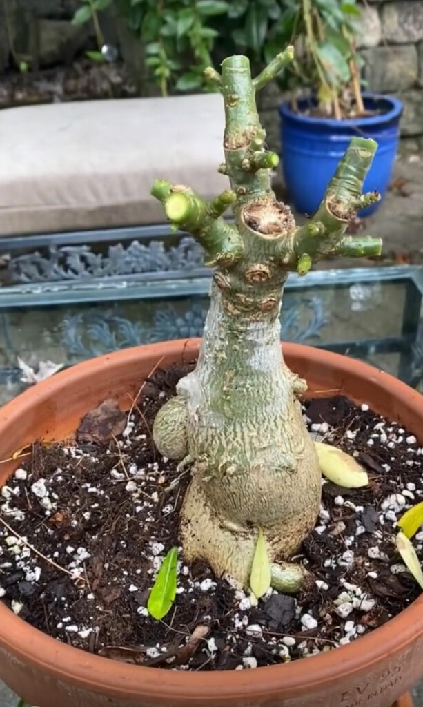 desert-rose-adenium-dying-dormancy