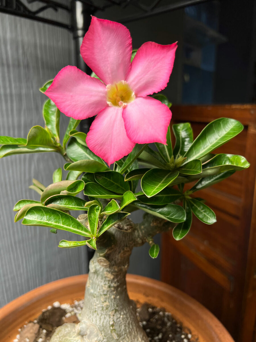 adenium obesum desert