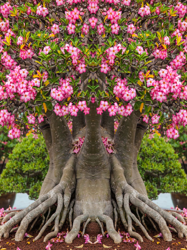 desert-rose-adenium-dying