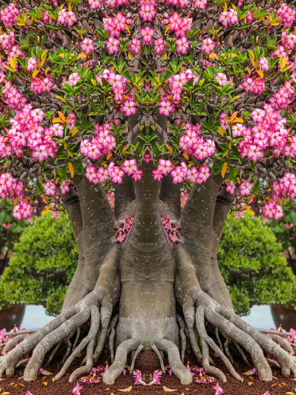 Plante Adenium, rose du désert