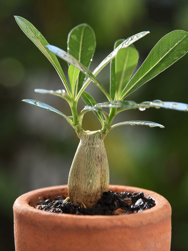 desert-rose-adenium-dying