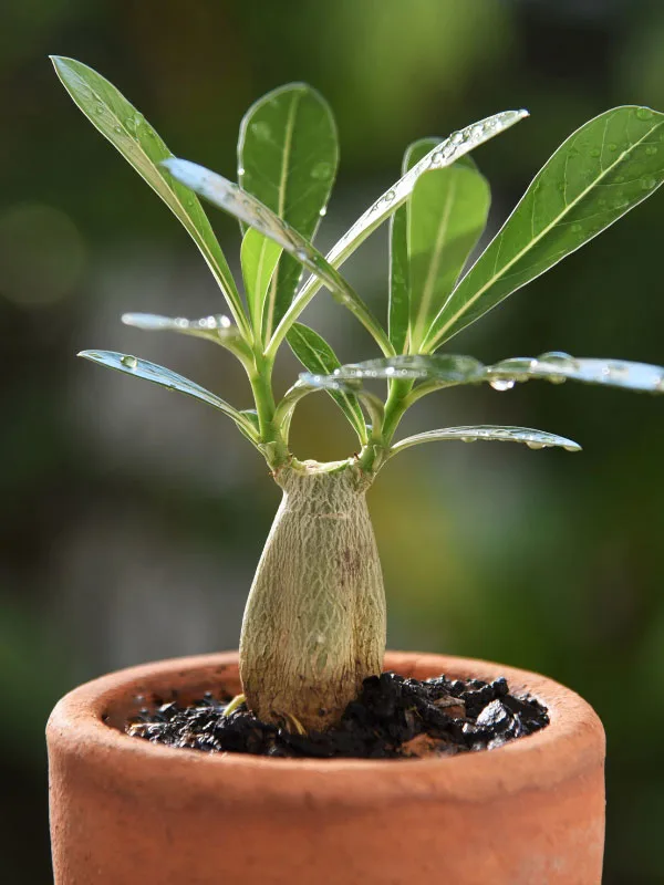 desert-rose-adenium-dying