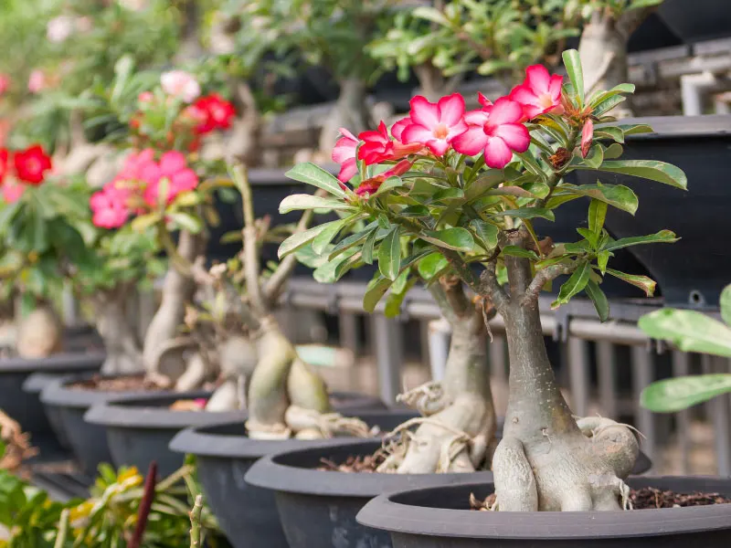 Adenium obesum (Desert Azalea, Desert Rose, Impala Lily, Kudu Lily, Mock  Azalea, Sabi Star)