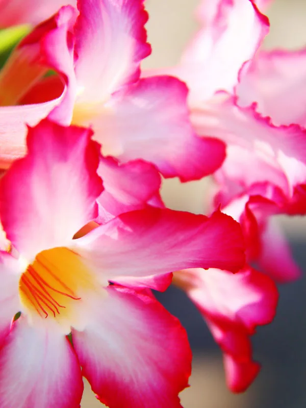 desert-rose-adenium-dying