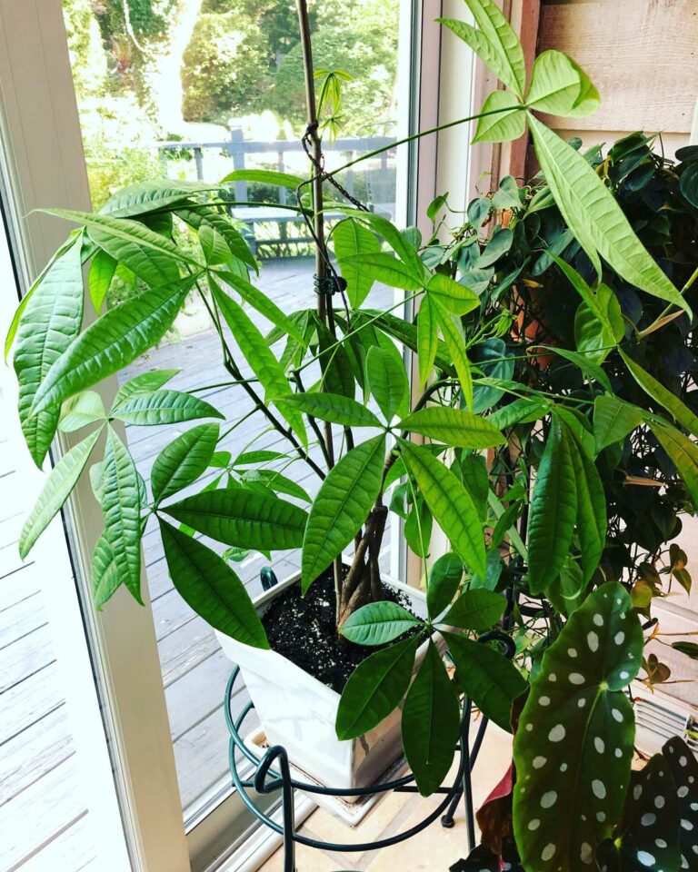 Dying Money Tree? Crucial Tips to Save Your Pachira Aquatica