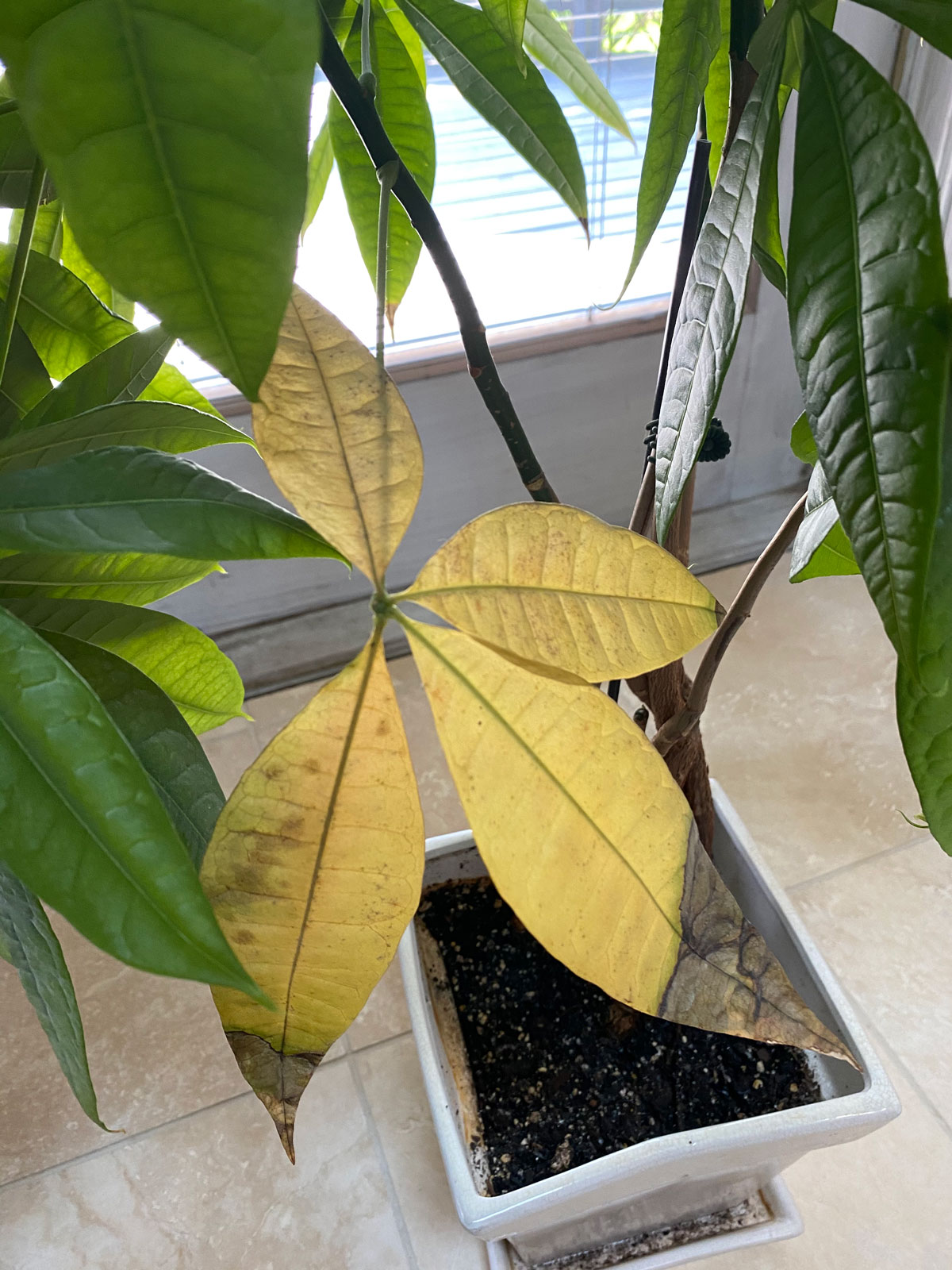 How to Trim Dead Leaves off Money Tree? - Care Today  