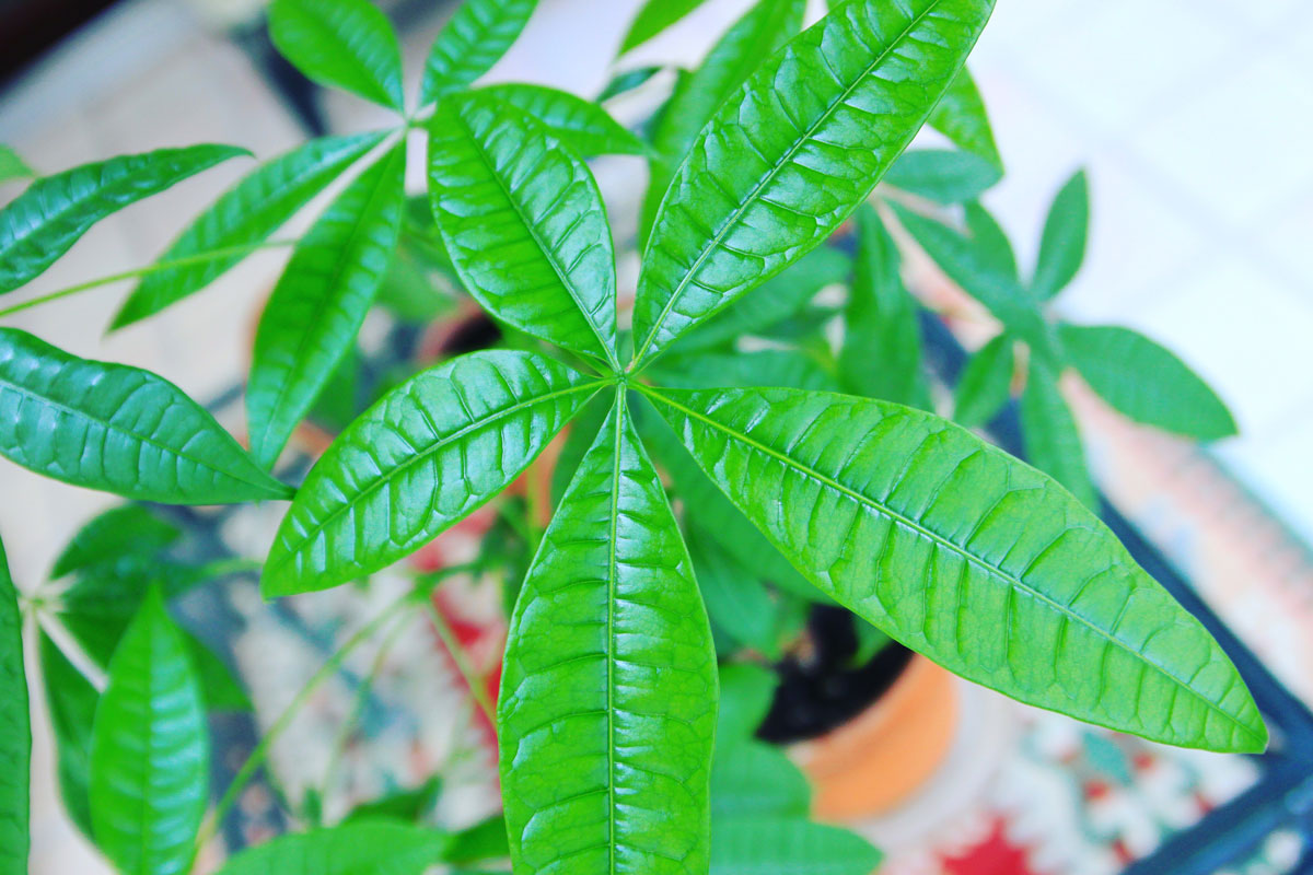 Dying Money Tree? Crucial Tips to Save Your Pachira Aquatica