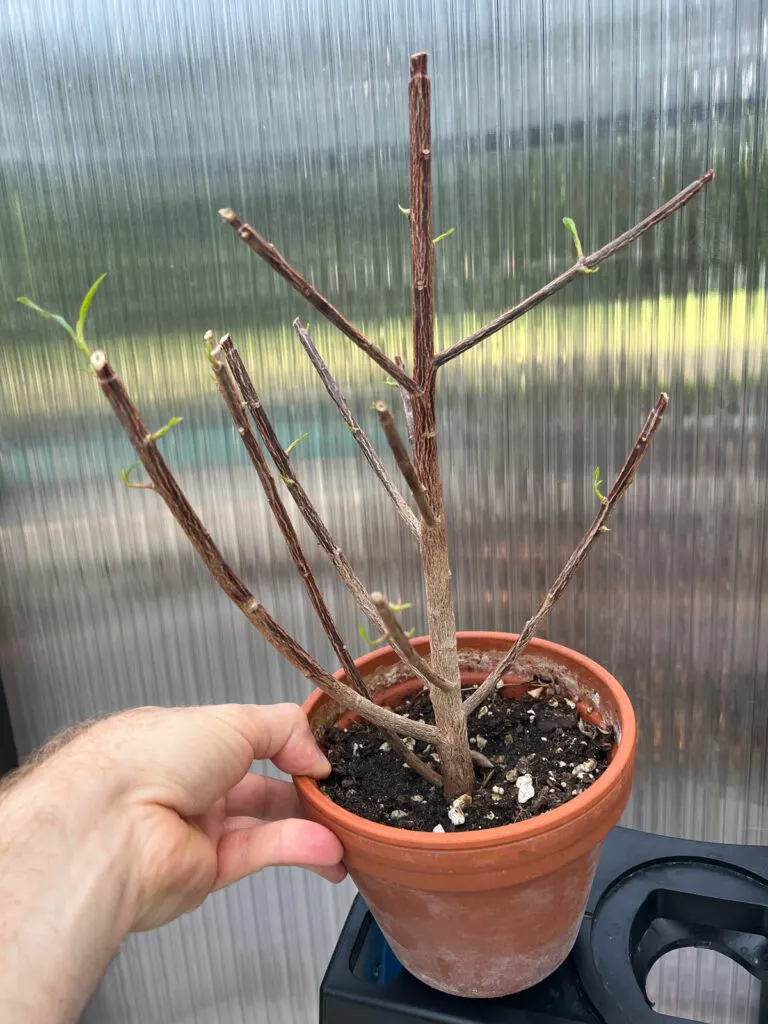 euphorbia-geroldii-pruning