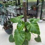 Self Watering Moss Pole - Easily Water With Minimal Effort! self-watering-moss-pole