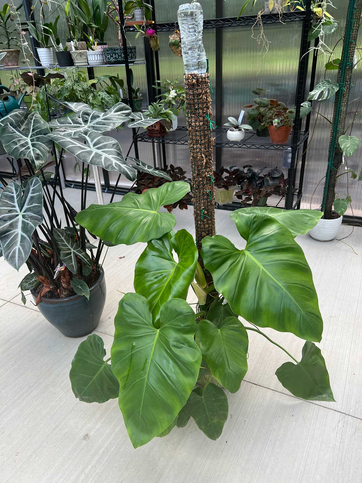 my monstera is so much happier on his moss pole! : r/houseplants