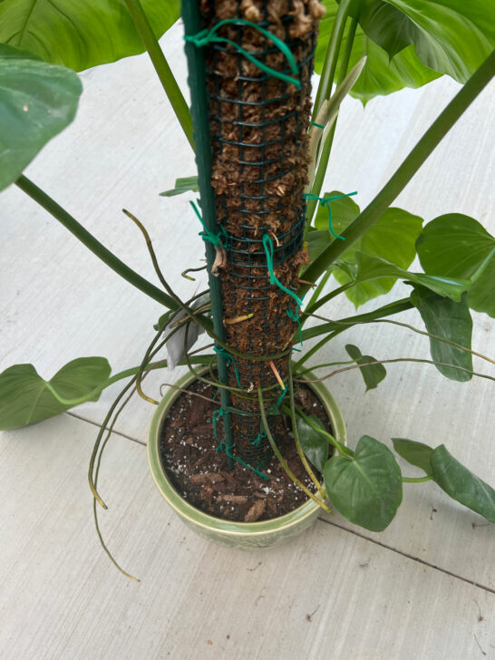 Self Watering Moss Pole Easily Water With Minimal Effort!