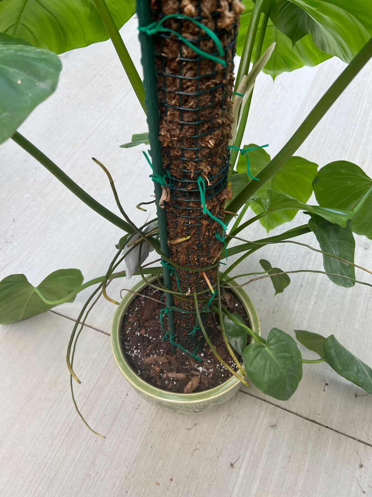 Self Watering Moss Pole Easily Water With Minimal Effort!