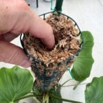 Self Watering Moss Pole - Easily Water With Minimal Effort! how-to-water-a-moss-pole-featured-pic