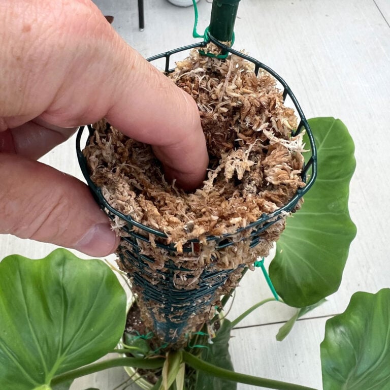 Self Watering Moss Pole - Easily Water With Minimal Effort!