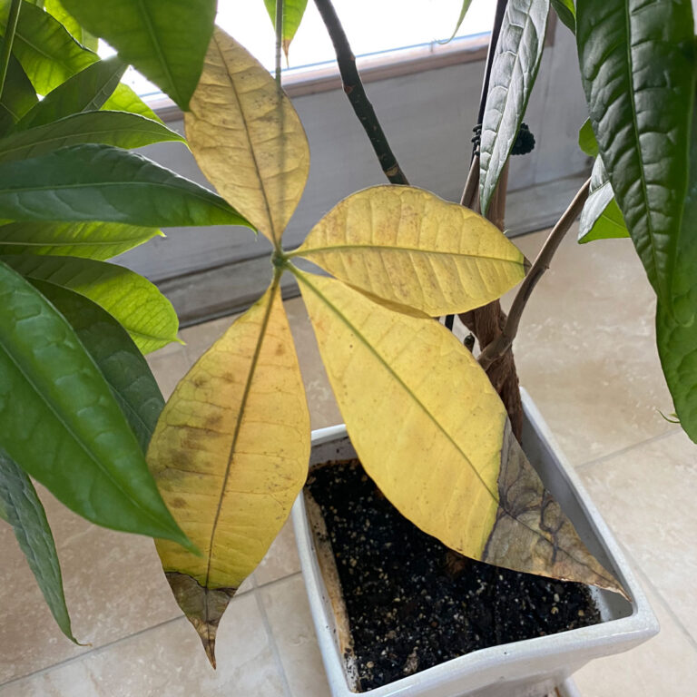 Dying Money Tree? Crucial Tips to Save Your Pachira Aquatica