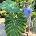 6 Useful Tips to Grow Colocasia Thailand Giant (Leucocasia) thailand-giant-featured-pic