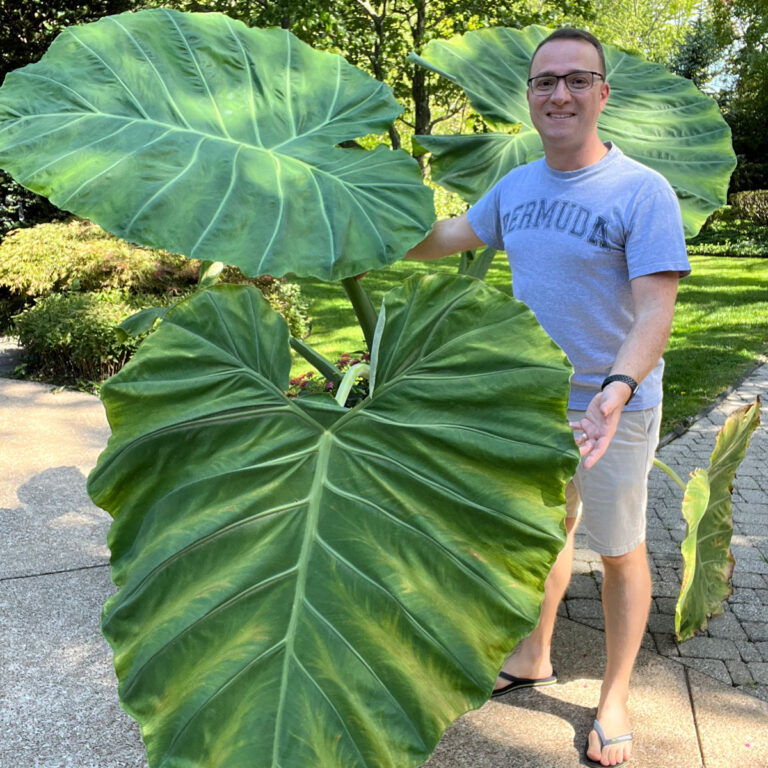 6 Useful Tips to Grow Colocasia Thailand Giant (Leucocasia)