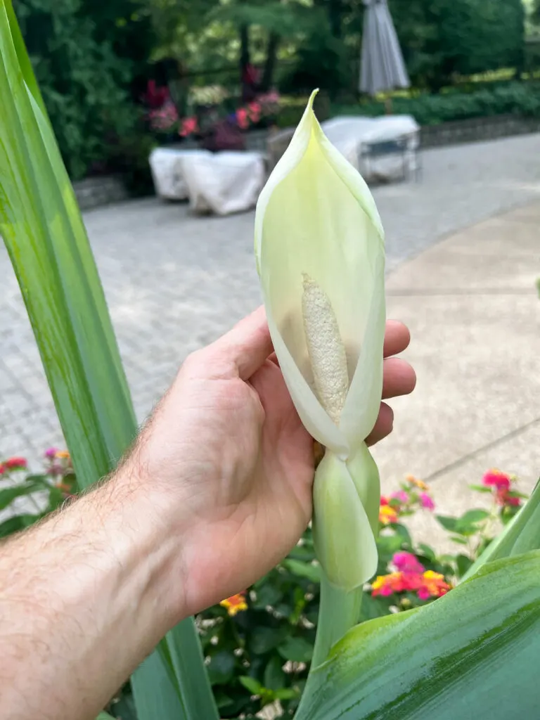 thailand-giant-flower