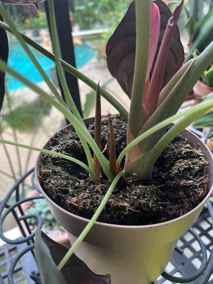 7 Growing Tips for the Stunning Alocasia cuprea Red Secret