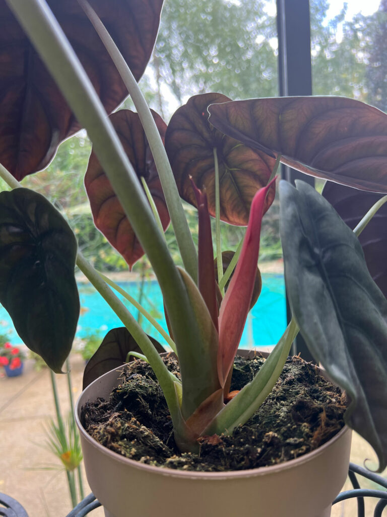 alocasia-cuprea-red-secret