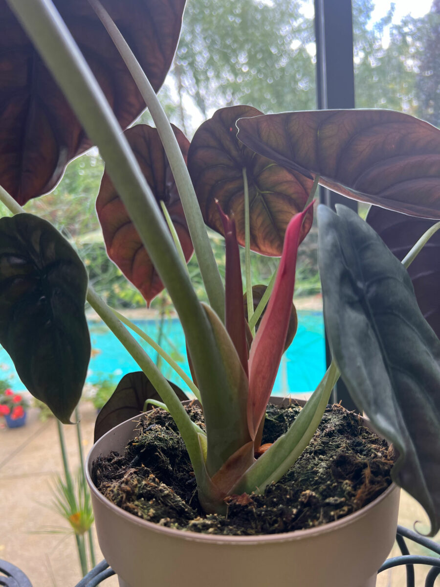 7 Growing Tips for the Stunning Alocasia cuprea Red Secret