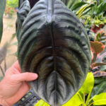 alocasia-cuprea-red-secret-featured