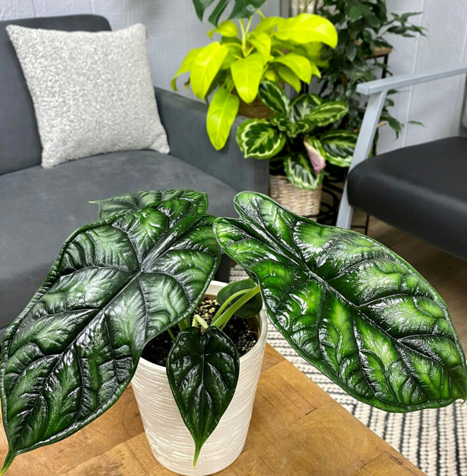 Alocasia Types 23 Varieties to Create a Tropical Ambiance