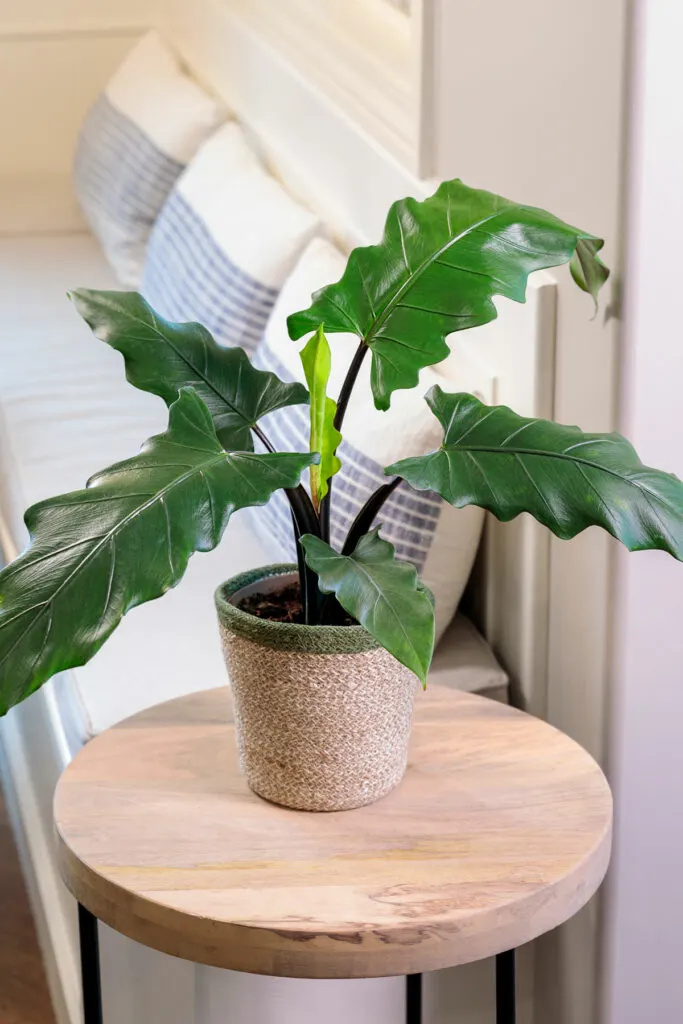 alocasia-lauterbachiana-purple-sword