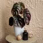 Alocasia Types: 23 Varieties to Create a Tropical Ambiance alocasia-cuprea-red-secret