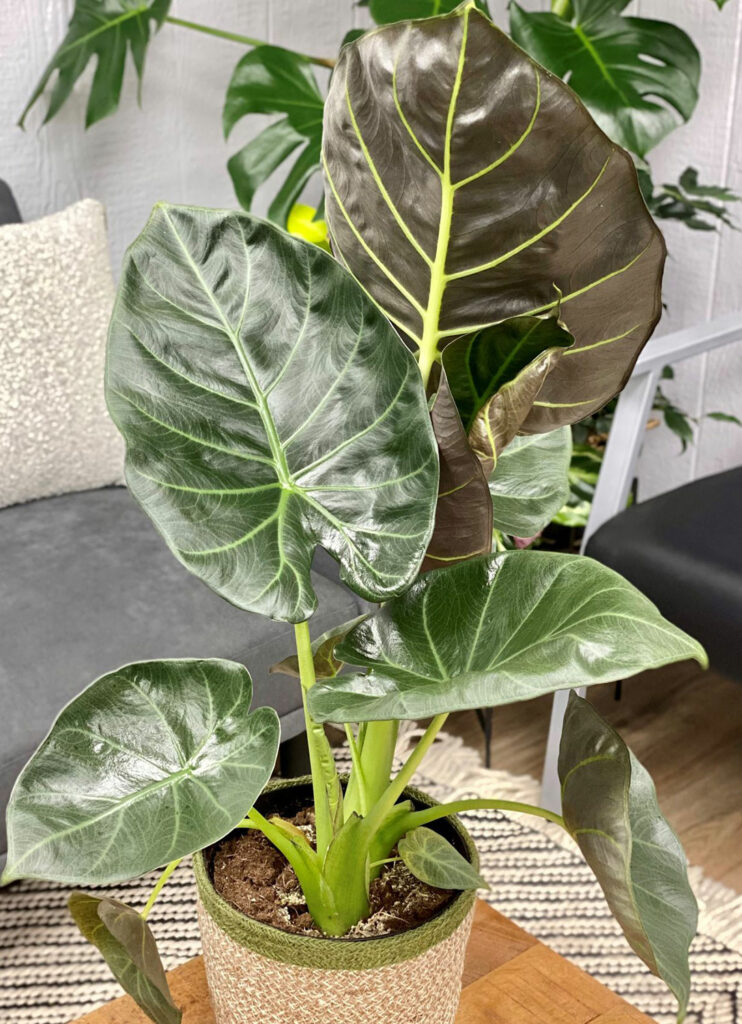 alocasia-regal-shield