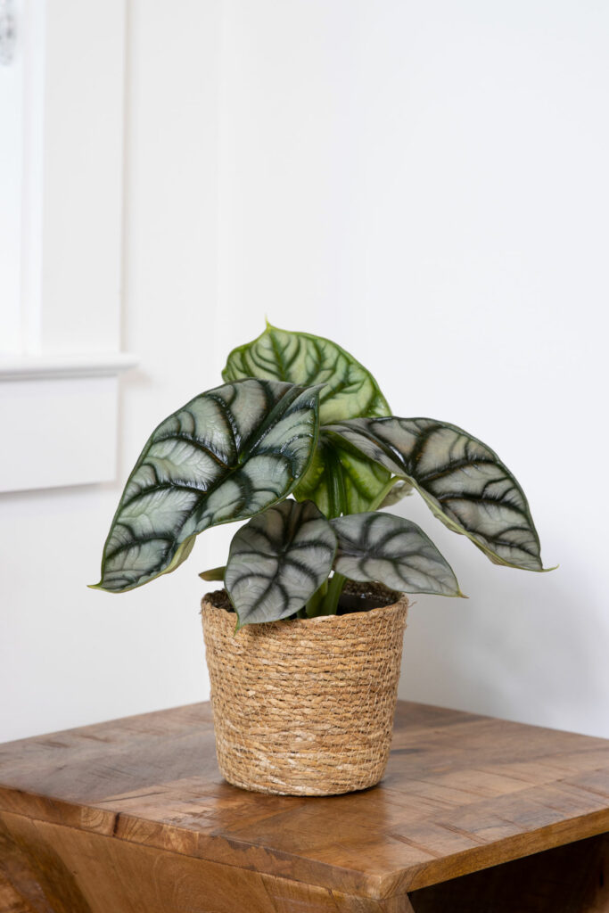 alocasia-baginda-silver-dragon