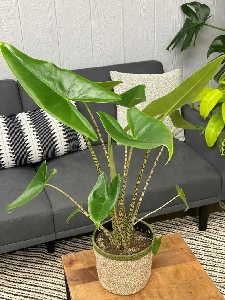 alocasia-zebrina