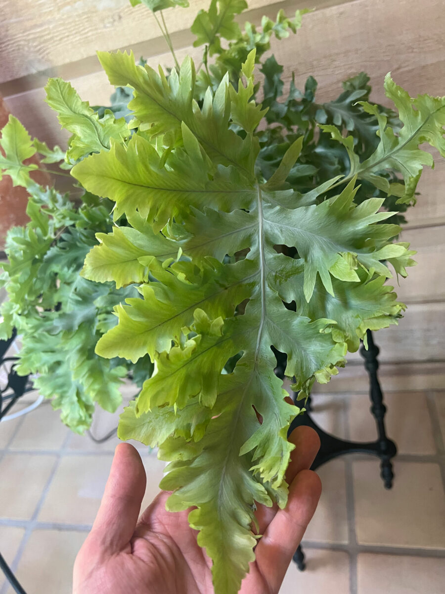Davana Fern 7 Care Tips For Phlebodium Aureum Davana 