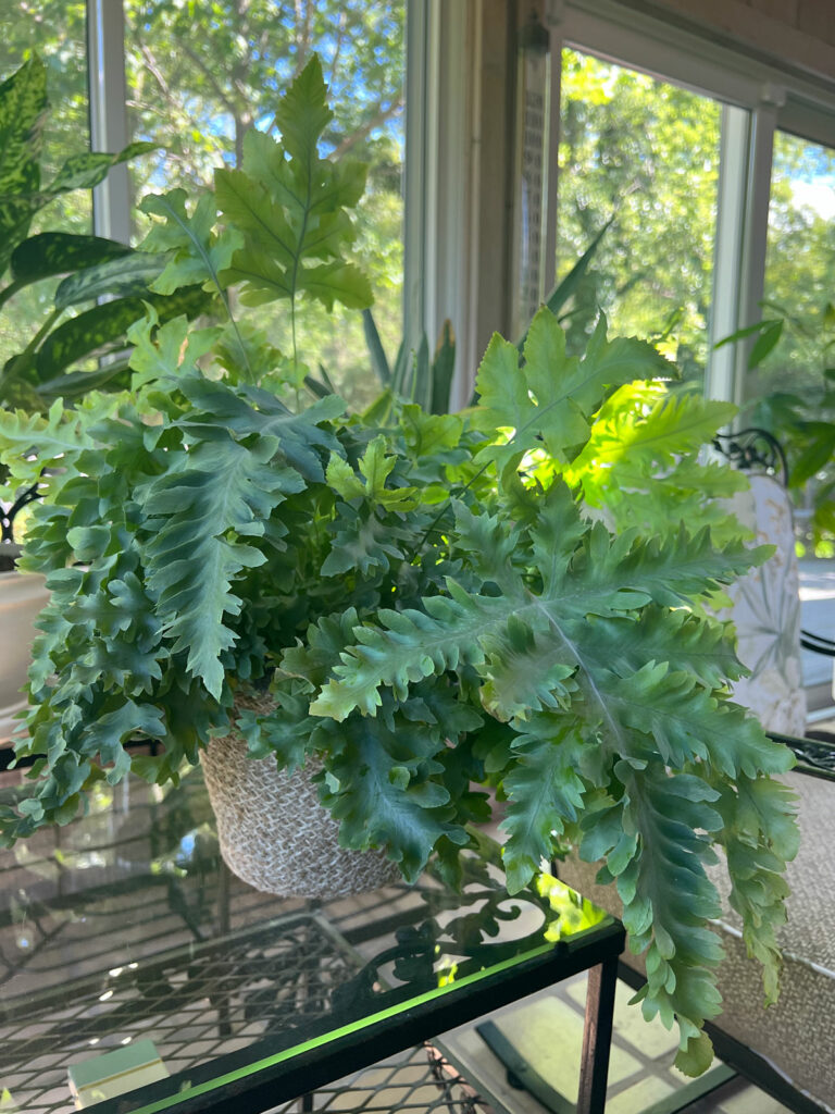 phlebodium-aureum-davana-fern