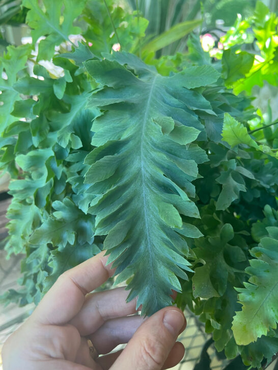 Davana Fern 7 Care Tips For Phlebodium Aureum Davana 