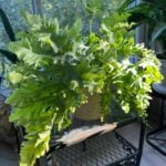 Davana Fern - 7 Care Tips for Phlebodium aureum 'Davana' phlebodium-aureum-davana-fern